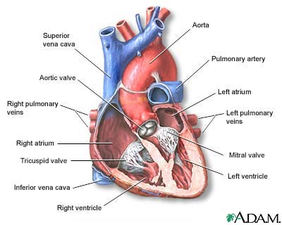 Heart - section through the middle