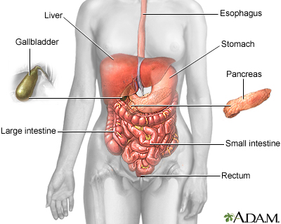 Digestive system