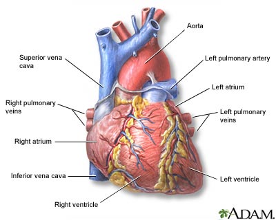 Heart - front view