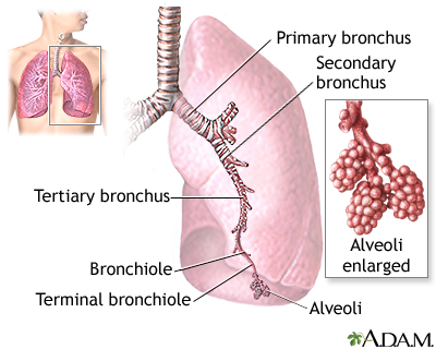 Lungs