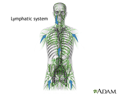 Lymphatic system