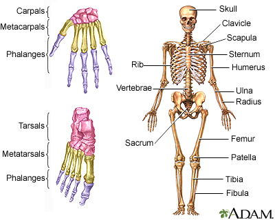 Skeleton