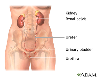 Kegel Exercises To Improve Enlarged Prostate Symptoms: Midwest