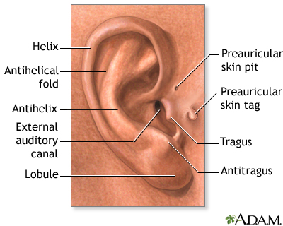 Medical findings based on ear anatomy