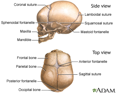 Skull of a newborn