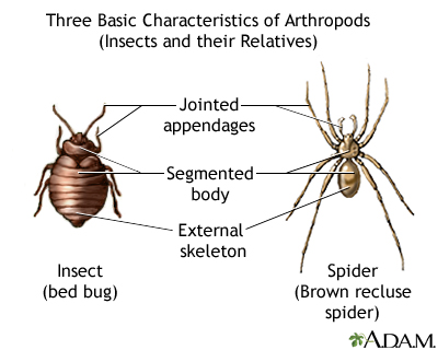 Arthropods - basic features