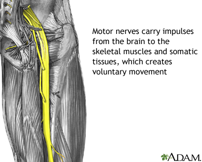 Motor nerves