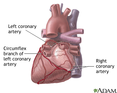 Posterior heart arteries