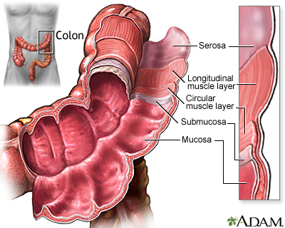 Structure of the colon