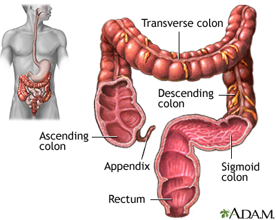 Large intestine (colon)