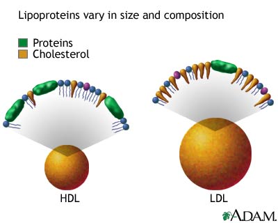 HDL and LDL