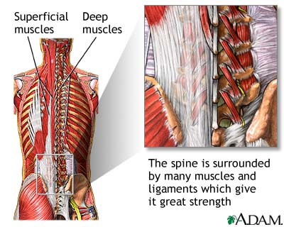 Spine supporting structures