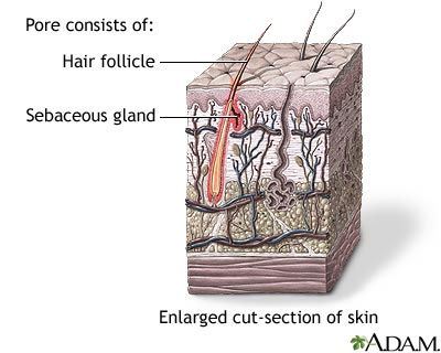 Hair follicle sebaceous gland
