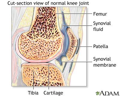 Synovial fluid