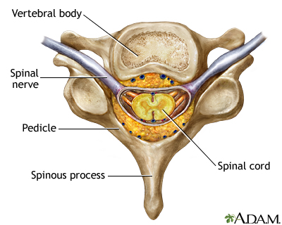 Vertebra and spinal nerves