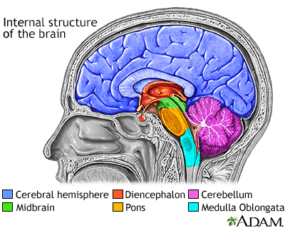 Brain structures