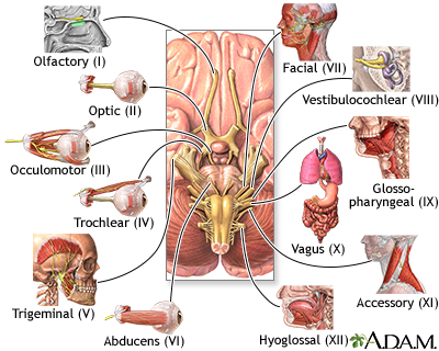 Cranial Nerves