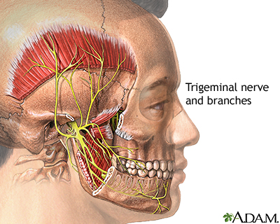 Trigeminal nerve and branches