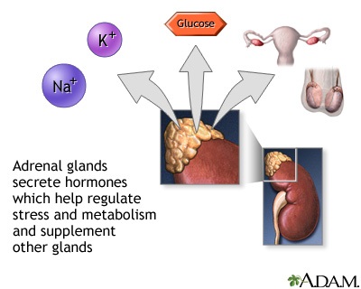 Adrenal gland hormone secretion