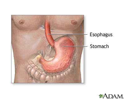 Stomach and stomach lining