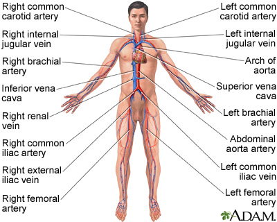 Circulatory system