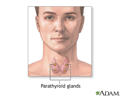 Parathyroid glands