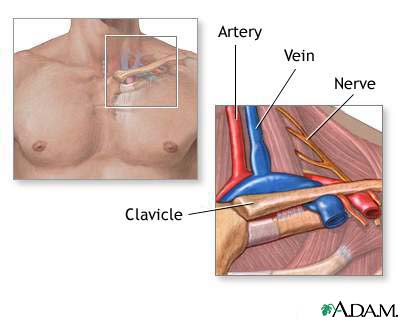 Thoracic outlet anatomy