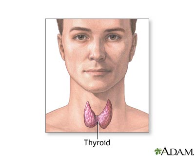 Thyroid gland