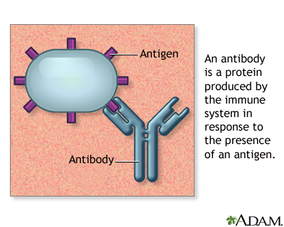 Antibodies