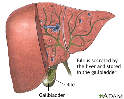 Bile produced in the liver