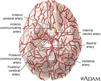 Arteries of the brain