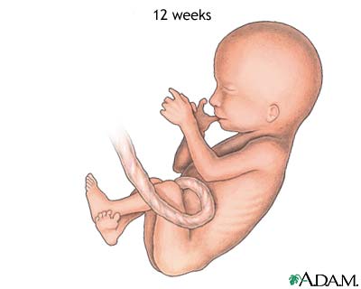 Fetus at 12 weeks