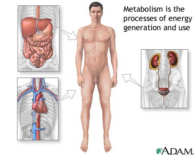 Metabolism