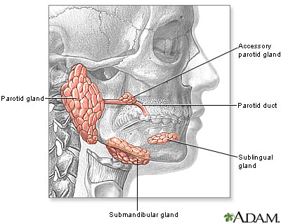 Head and neck glands