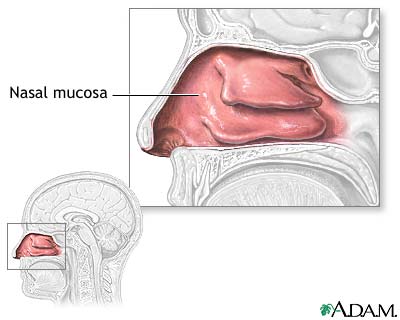 Nasal mucosa