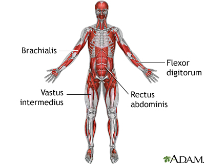 Deep anterior muscles
