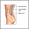 Spinal fusion - series - Normal anatomy