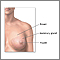 Breast lump removal - series - Normal anatomy